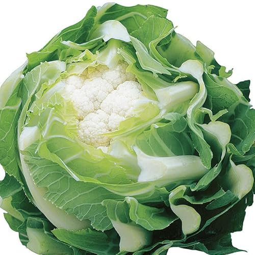 Viridis Hortus - 12 x Cauliflower Triomphant F1 Vegetable Seeds - Excellent Flavour - Pure White Curds
