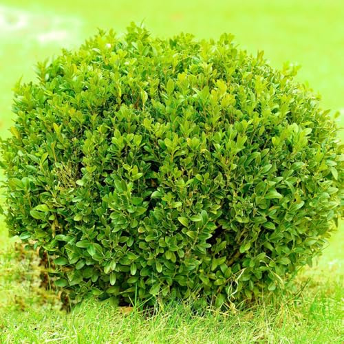 Semillas de boj oficina comprar es resistentes al exterior en extremadamente 10pcs