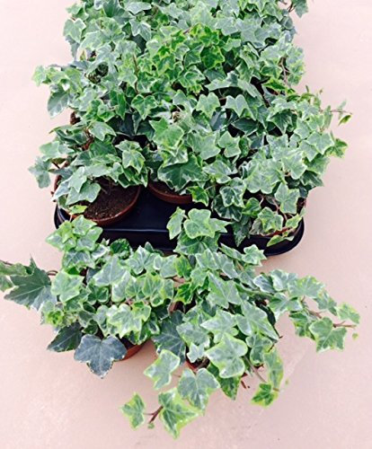 Hedera Helix x 10 Evergreen Ivy Shrub 9cm Pots