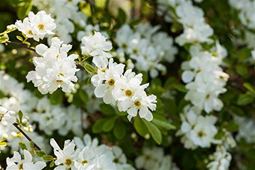 Prunkspiere Exochorda macrantha The Bride 40-60 cm Strauch winterhart | Weiße Blütenpracht im Frühling, sonnig bis halbschattig, ideal für Beet und Kübel, robust und langlebig