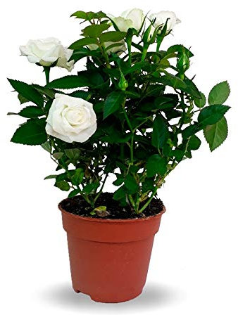 Rosal Miniatura Natural con Maceta Pequeña Colores Surtidos