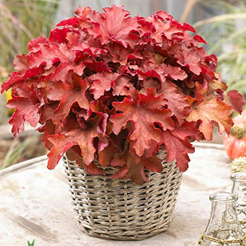 Heuchera Cranberry - Coral Bells Garden Ready Potted Plants - Outdoor Perennial in Pot - Hardy Flowering Plant (9cm Pot, 10-20cm)