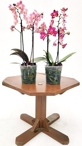 POWERS TO FLOWERS - PHALAENOPSIS PROFUMATE, MADAGASCAR e PRAGA, VASO 12CM DIAMETRO, Piante Vere