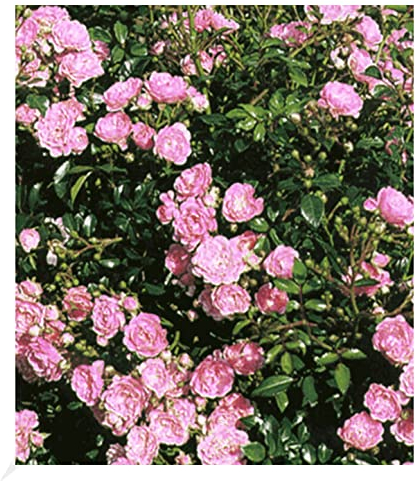 BALDUR Garten Rosen 'The Fairy', 1 Pflanze, Bodendeckerrose, winterhart, mehrjährig, blühend, Schnittblume, Rosa Hybride, Beetrose, große Blütenfülle, Bodendeckerrose