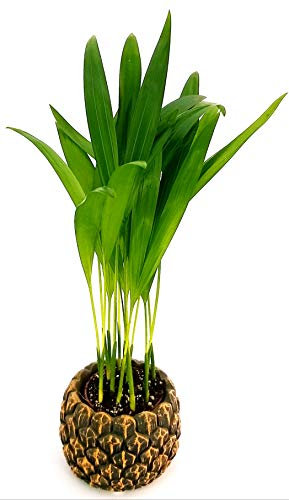 POWERS TO FLOWERS - ARECA, PALMA DI ARECA IN VASO CERAMICA SFERICO FUCSIA, VASO 14CM DIAMETRO, pianta vera