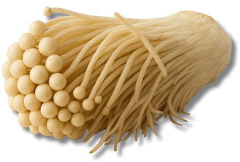 Hawlik Pilzbrut - Enoki Bio Pilzzuchtset - Fertige Pilzkultur für Flammulina velutipes - Kinderleicht zuhause Pilze züchten - Ideal auch für Anfänger