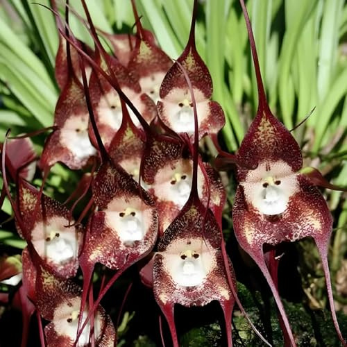 semi di orchidea scimmia - orchidea faccia di scimmia - luoghi soleggiati, orchidea dracula simia decorativi, resistenti all'esterno 180pcs