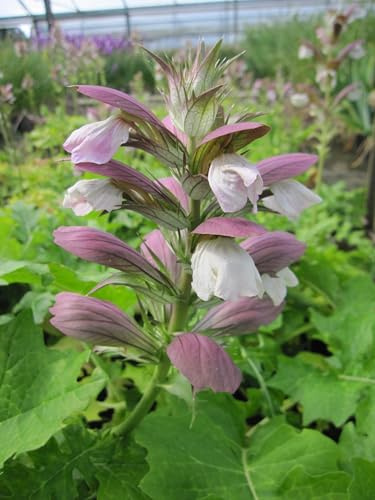 Balkan-Bärenklau - Ungarischer Akanthus - Acanthus hungarius - Blütenstaude Verpackungseinheit 1