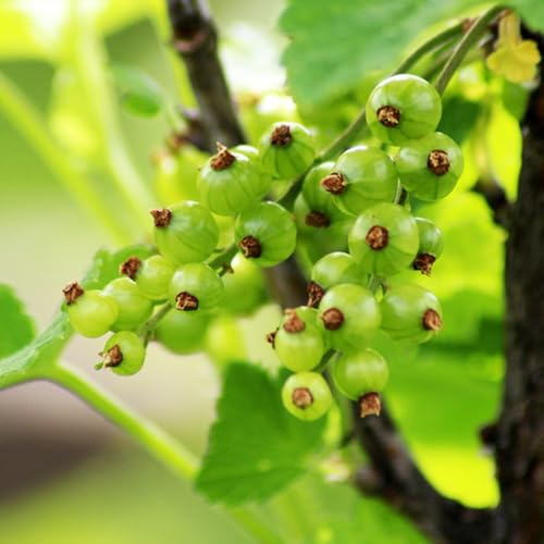 semi di uva spina di sapote, resistenti uva spina di uva spina verdi da appartamento, rare, 200pcs