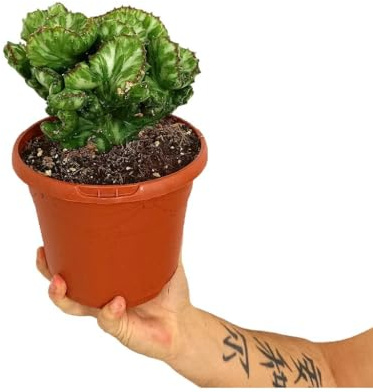 Euphorbia Cristata | Maceta 17 cm | Planta natural de interior y Exterior | Cactus y suculentas | Verde brillante