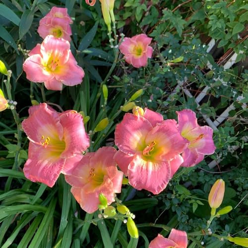 Semi di daylily, Hemerocallis fulva, campo perenni resistenti agli emerocallidi, decorazioni 400pcs