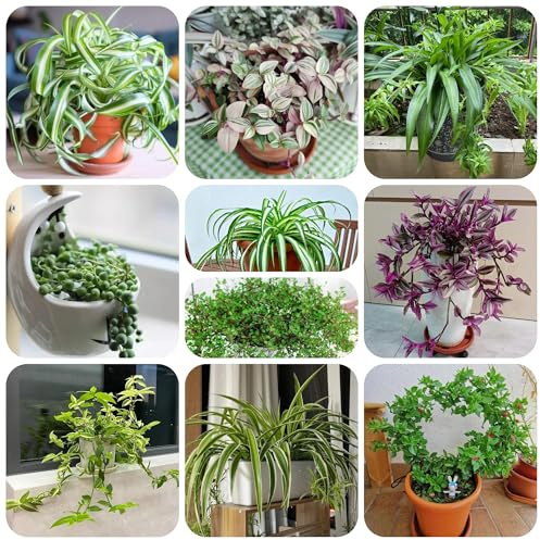 grünlilie kaufen wohnzimmer deko hängepflanze grünlilien kletterpflanzen winterhart gartendeko für draußen dekopflanzen exotische balkon zimmerbonsai lianen dekoration dschungel 200samen