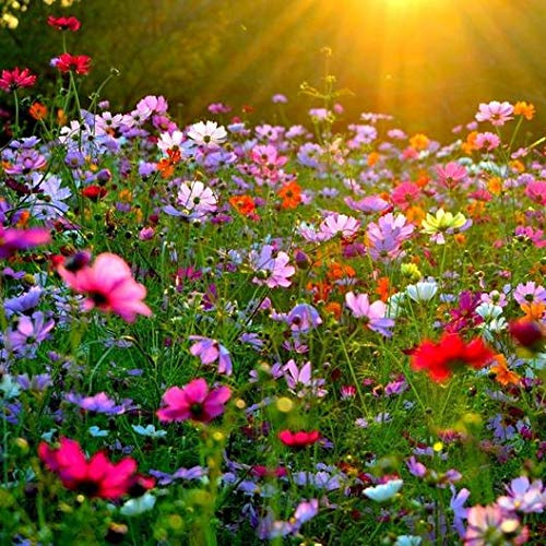 Cosmos Mix Monarch Butterfly Rescue Wildflower Seeds Bulk Open-Pollinated Wildflower Seed Packet, No Fillers, Annual, Perennial Milkweed Seeds for Monarch Butterfly (5 Square Meter)