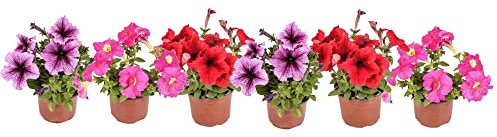 Flores Vivas - Pack de 6 Petunia - Flores de Colores Mix Plantas Exterior