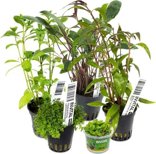 INVITAL Aquarium Pflanzen Set mit 5 Pflanzen für Nano- und Betta-Aquarien Ø 5,5 cm