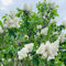 piante di lillà resistenti - semi semi di piante vasi per piante piante di lillà resistenti piante da giardino resistenti semi di lillà piante resistenti all'esterno - Serie piante 10pcs