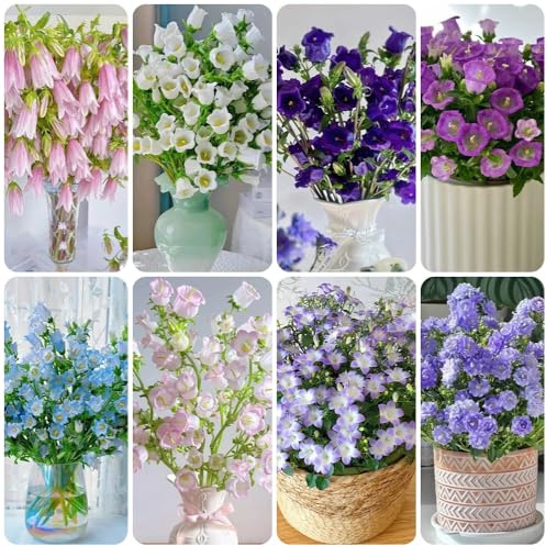 semi di campanula, recisi, Campanula media, resistenti da giardino sono resistenti, decorazioni 600pcs