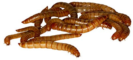 Feeders & more 250 g Mehlwürmer lebend für Reptilien, Vögel, Nager, Angelköder