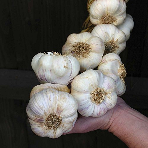 Live Seeds - Garlic Seeds Pack of 30 Cloves from 3 Bulbs - 'Albigensian Wight' Garlic-Planting Now