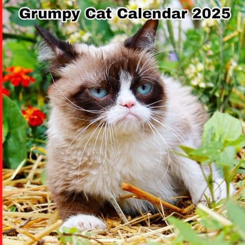 Grumpy cat calendar 2025