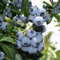 Riesen Heidelbeere – 30-50 cm | Reichtragende Blaubeere Vaccinium corymbosum | Große, Dunkelblaue Früchte