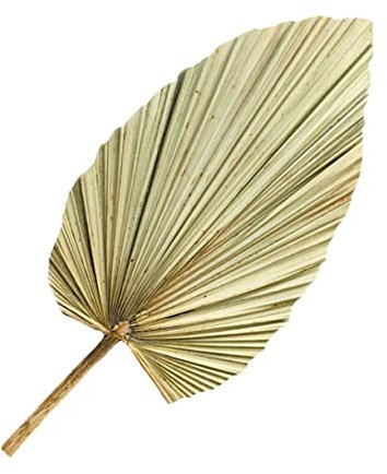 Cabilock 1 Pieza De Decoración De Hojas De Abanico De Girasol Decoración Rústica Tropical Hojas De Palma Secas as a De Palma para Colgar En La Pared Verde