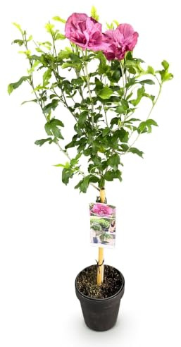 GreenboutiQ - Gartenpflanze - Hibiscus syriacus Magenta Chiffon® - Stamm Pflanze - Terrassen Pflanze - Laubabwerfend - Geringer Pflegeaufwand - Topf 19cm Höhe 90cm