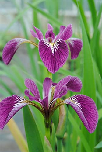 Iris versicolor 'Kermesina' 9x9 cm Topf – Winterhart, Mehrjährig, Pflegeleicht – Sumpf-Schwertlilie – Uferpflanze für Teichrand & Sumpfbeet