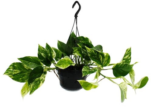 exotenherz Zimmerpflanze zum Hängen Marmorierte Efeutute Epipremnum Marble Queen Scindapsus 15cm Ampeltopf