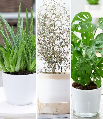 BALDUR Garten 3er Zimmerpflanzen-Mix 'Pflegeleicht', Pflanzen | Mix aus 1 Pflanze Aloe Vera, 1 Maori® Sophora Cotoneaster 'Little Baby' und 1 Pflanze Monstera 'Monkey Leaf'