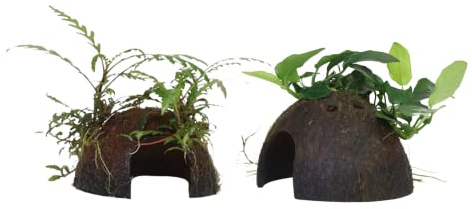 AquaOne Aquarium Pflanzen 2x Wasserpflanzen Set Mix mit 2 Aufsitzer | Aquarienpflanze auf Kokosnussschale, Anubias barteri var. nana Hygrophila pinnatifida