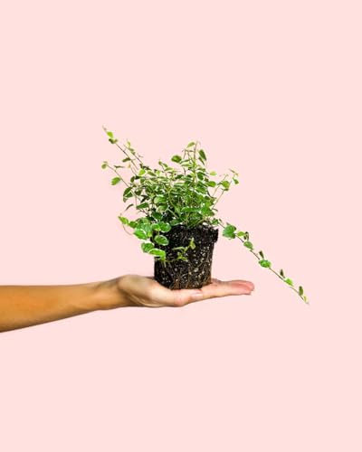 Ficus Pumila White | Mini Planta Natural | Pur Plant