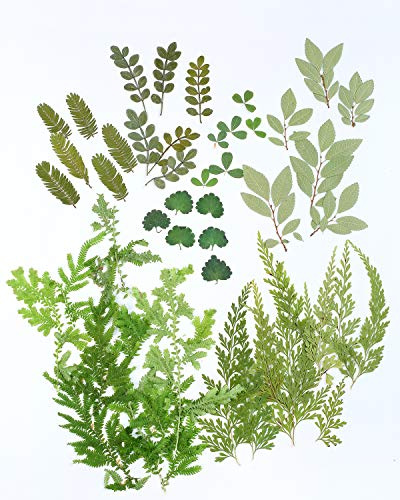 42 Stück echte, getrocknete gepresste Blätter, Blumen, Herbarium für Bastelarbeiten, Kunstharz, Schmuckherstellung (grünes Blatt)