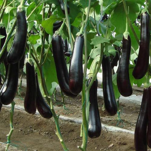 100 semi di melanzane lunghe nere