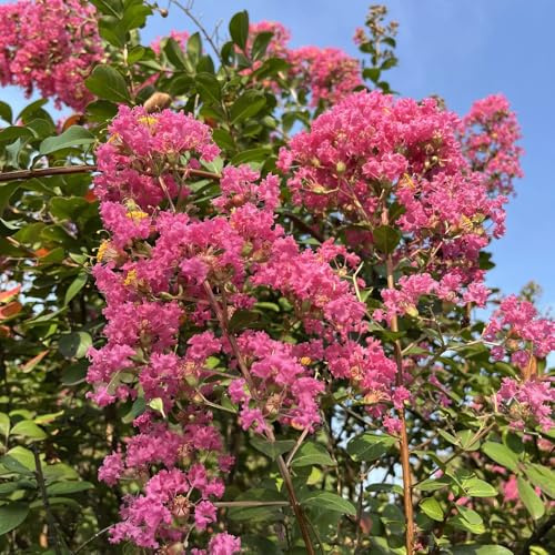 semi di mirto, perenni resistenti Lagerstroemia indica, perenni resistenti Le da giardino 150pcs