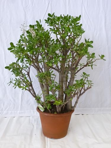 [Palmenlager] XXL Crassula ovata 90 cm - großer 31 cm Ø Topf - Dickblatt, Geldbaum, Pfennigbaum - sehr alte, kräftige Pflanze mit extra dickem Stamm