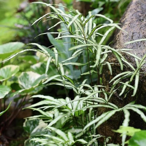 Farn, pflegeleichte zimmerpflanzen garten seltene kräutergarten geschenk alte sorten immergrüne kübelpflanze 300Samen