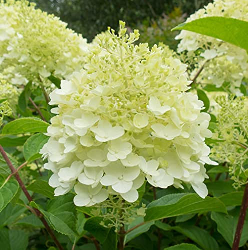 Hydrangea Silver Dollar Garden Plant Hardy Shrub Summer Flowering Garden Plants Easy to Grow 1x 9cm Pot by Thompson & Morgan