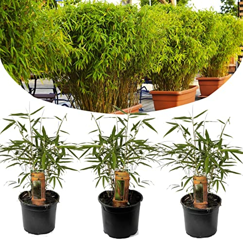 Plant in a Box - Fargesia Rufa - Height 25-40cm - Set of 3 - Chinese Fountain Bamboo - Hardy Bamboo Plants - Pot 13cm