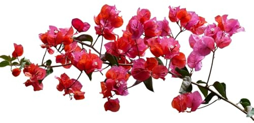 Planta natural Buganvilla ROJO - FUCSIA, Bougainvillea, Bouganvillea, 90-100 cm. Planta trepadora vigorosa de vivos colores, resistente al sol, ideal para muros y pérgolas. Segura Garden.
