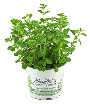 Majoran Origanum majorana, planta de hierbas