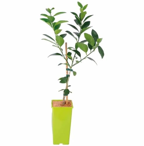 Árbol de Lima en Casa Frutal de Citricus Aurantiifolia
