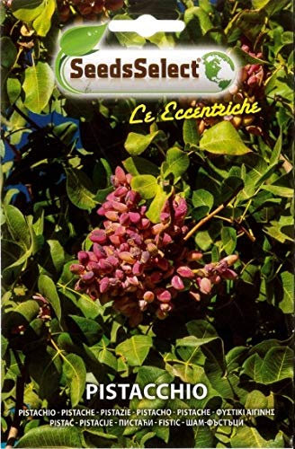 SEMI SEMENTI PIANTA DI PISTACCHIO BUSTINA MAXI CIRCA 4 SEMI