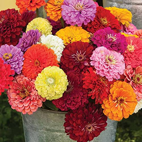 Welldales 50 Giant Zinnia Dahlia Seeds UK Pom Pom Garden Mix Grow Colourful Cut Flowers