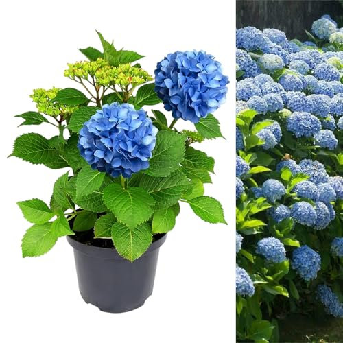 Carbeth Plants Blue Hydrangea Macrophylla Plant 5 Litre Pot - Hydrangea Plants Outdoor Garden Ready to Plant - 50-60cm Hydrangeas Potted Flowering Shrub