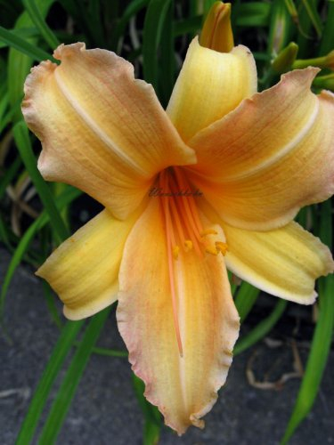 Staudenkulturen Wauschkuhn Hemerocallis Hybr. 'Flamboyant' - Taglilie - Staude im 11cm Topf