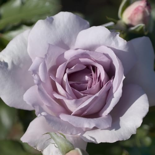 Special Event - 5.5lt Potted Shrub Garden Rose - Unusual Lilac Purple Blooms - Strong Fragrance - Great Gift Idea