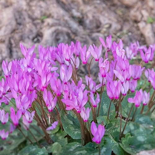 Ciclamino per estivi primaverili semi biologici decorazione del balcone semi di resistenti giardino serre balcone vaso 500pcs