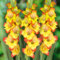 Gladiolos Bulbos Gladiolos Bulbos Colores Planta De Gladiolos Vertical-3bulbos-B