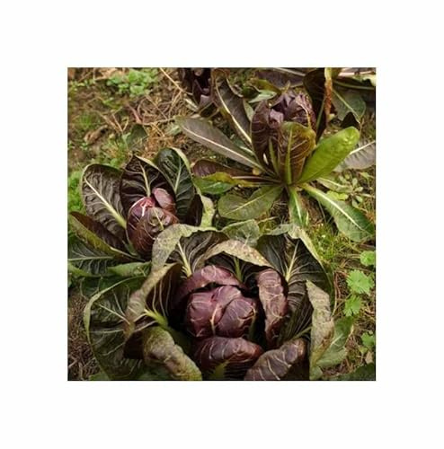 Stk - 500 Korn Feldsalat Ovired Garten Pflanzen - Samen F-S125 - Seeds & Plants Shop by Ipsa